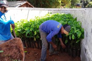 Mudas são produzidas em viveiro municipal e levam aproximadamente 180 dias até o plantio definitivo no campo  - Foto por: Prefeitura de Juína-MT