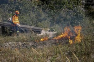 Ação garante a proteção da fauna e flora do Cerrado mato-grossense  - Foto por: Christiano Antonucci/Secom-MT