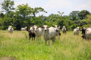 Do total de animais abatidos, 55,49% eram fêmeas, totalizando 343,83 mil cabeças                             Crédito - Marcos Vergueiro/Secom-MT