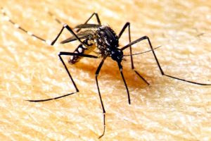 Mosquito Aedes Egypti é o transmissor da dengue, zika e chikunguya