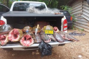 Sema-MT e PM apreenderam 118 kg de pescado ilegal em Cuiabá                             Crédito - Sema-MT