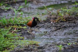 Cafezinho - Jacana jacana Linnaeus,1766 Crédito - Arquivo pessoal