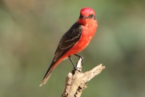 Príncipe /  Pyrocephalus rubinus - Observação em Poconé                             Crédito - Dalci Oliveira - ACQUAVIS