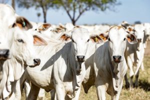 Em 2023 Mato Grosso abateu 400 mil matrizes a mais do que em 2022, o que resultou em queda no número de animais bovinos.  - Foto por: Tchélo Figueiredo/Secom
