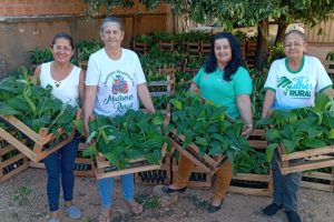 Mulheres receberam mudas da Seaf e contam com apoio técnico da Empaer no cultivo  - Foto por: Arquivo pessoal