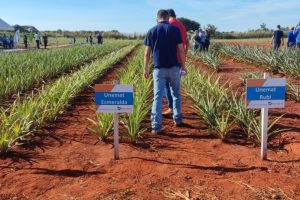 Novas variedades não possuem espinhos nas folhas e são resistentes à praga que mais ameaça a produção de abacaxi, que é a fusariose                             Crédito - Luciano Gomes/Seaf-MT