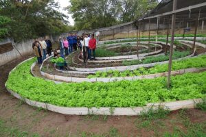 Estudantes são responsáveis pela produção de adubo orgânico, utilizando bagaço de cana, grama de podas de jardins, folhagens e esterco animal                             Crédito - Guilherme Filho/Seaf