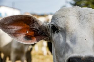 Os municípios que concentram o maior número de gado bovino são Cáceres, Vila Bela da Santíssima Trindade, Juara, Colniza e Juína. - Foto por: Tchélo Figueiredo