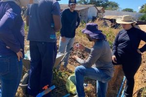 Linhas de tubo gotejadores por linha de plantas  - Foto por: Arquivo/Pesquisador