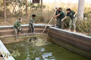 Trabalho exigiu técnica e força para retirar os animais das piscinas Crédito - Karla Silva/Sema-MT