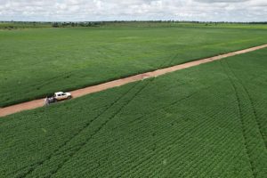 Vazio sanitário de 90 dias é uma medida crucial para a prevenção da ferrugem asiática na soja.  - Foto por: Indea