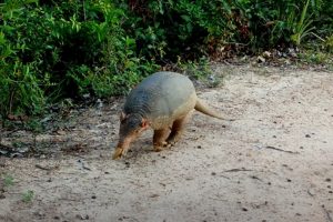 Tatu-canastra é um dos mamíferos ameaçados de extinção que foram flagrados por câmeras                             Crédito - Reprodução