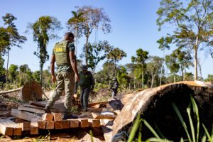 O objetivo da medida, que começou a valer a partir do dia 1º de fevereiro, é proteger o solo do impacto da retirada de madeira, principalmente no período das chuvas.                              Crédito
