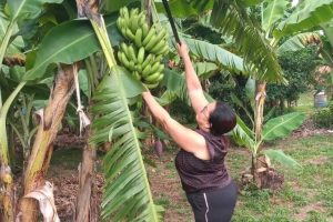 Produtora estima colheita de 300 cachos de banana na primeira colheita  - Foto por: Arquivo pessoal