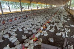 Na última campanha realizada pelo Indea, em novembro de 2023, verificou-se a existência de 33,2 milhões de aves comerciais.  - Foto por: Indea