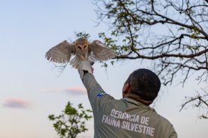 Em 2023 foram destinados a Secretaria de Estado de Meio Ambiente (Sema-MT) 1107 animais, sendo 560 aves, 327 mamíferos e 220 répteis, a maioria por solicitação de resgate ou entrega voluntária.