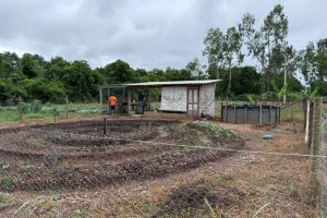 Modelo agrícola busca a eficiência no uso da terra, combinado o cultivo de hortifruti e a criação de galinhas poedeiras  - Foto por: Assessoria