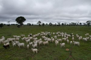 Vacinação envolve bezerras bovinas e bubalinas, entre três a oito meses de idade  - Foto por: Indea