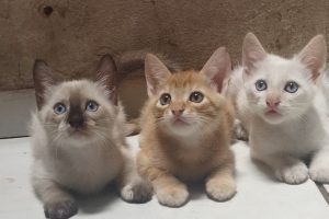 Filhotes de gato que foram disponibilizados para adoção pela Apanm  - Foto por: Apanm