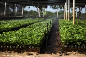 Mudas são entregues a municípios com interesse em investir na produção de café  - Foto por: Christiano Antonucci/Secom-MT