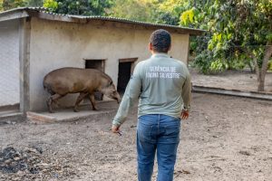 Depois de mais de ano sozinha na Reserva Judite ganhou a companhia de Fred, em outubro deste ano.                             Crédito - Karla Silva/ Sema-MT