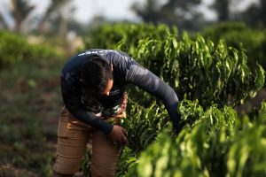 Ações do Governo têm contribuído com a permanência de jovens no campo  - Foto por: Christiano Antonucci/Secom-MT