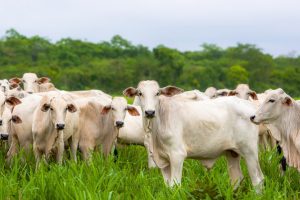 O recorde de abate em Mato Grosso destaca a importância do estado no cenário nacional da pecuária  - Foto por: Assessoria/Sedec