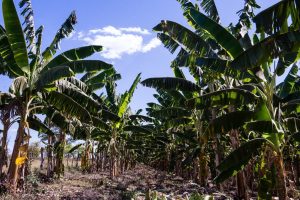 Governo apoia a produção de banana no Estado, com o programa MT Produtivo  - Foto por: Secom-MT