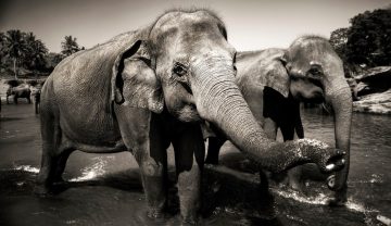 Origem da expressão ‘Elefante Branco’: símbolo de um presente indesejado