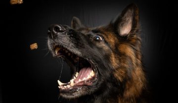 Expressão ‘Matar cachorro a grito’: um ato de horror sem limites